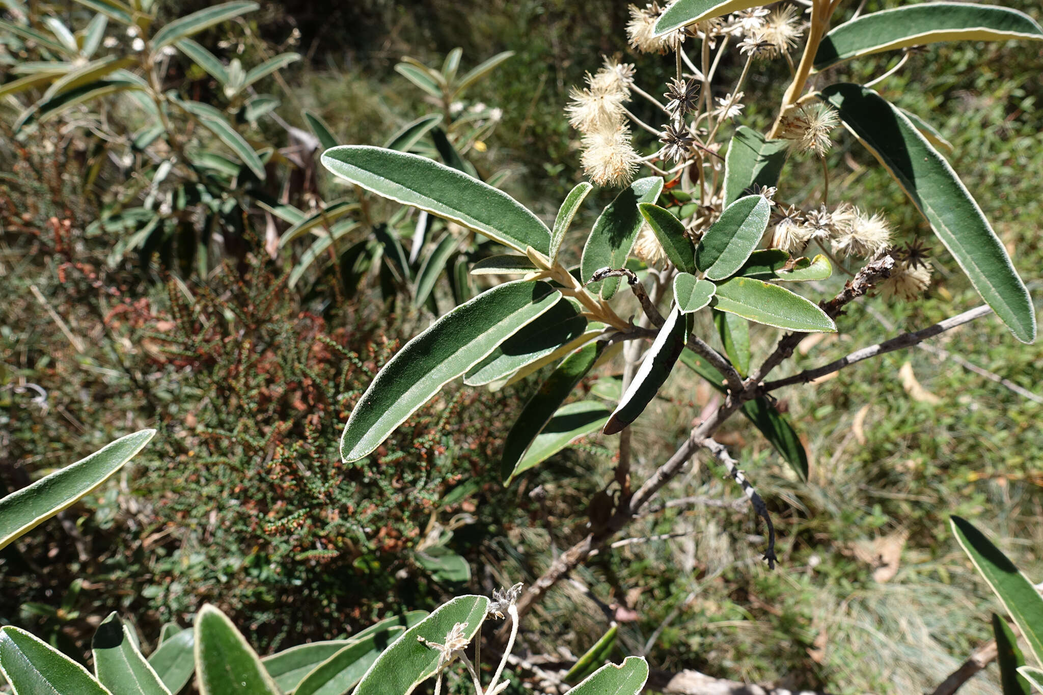 Olearia alpicola (F. Müll.) F. Müll. resmi