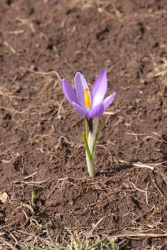 Image of Crocus neapolitanus (Ker Gawl.) Loisel.