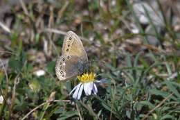 Image of Coenonympha amaryllis Cramer 1782