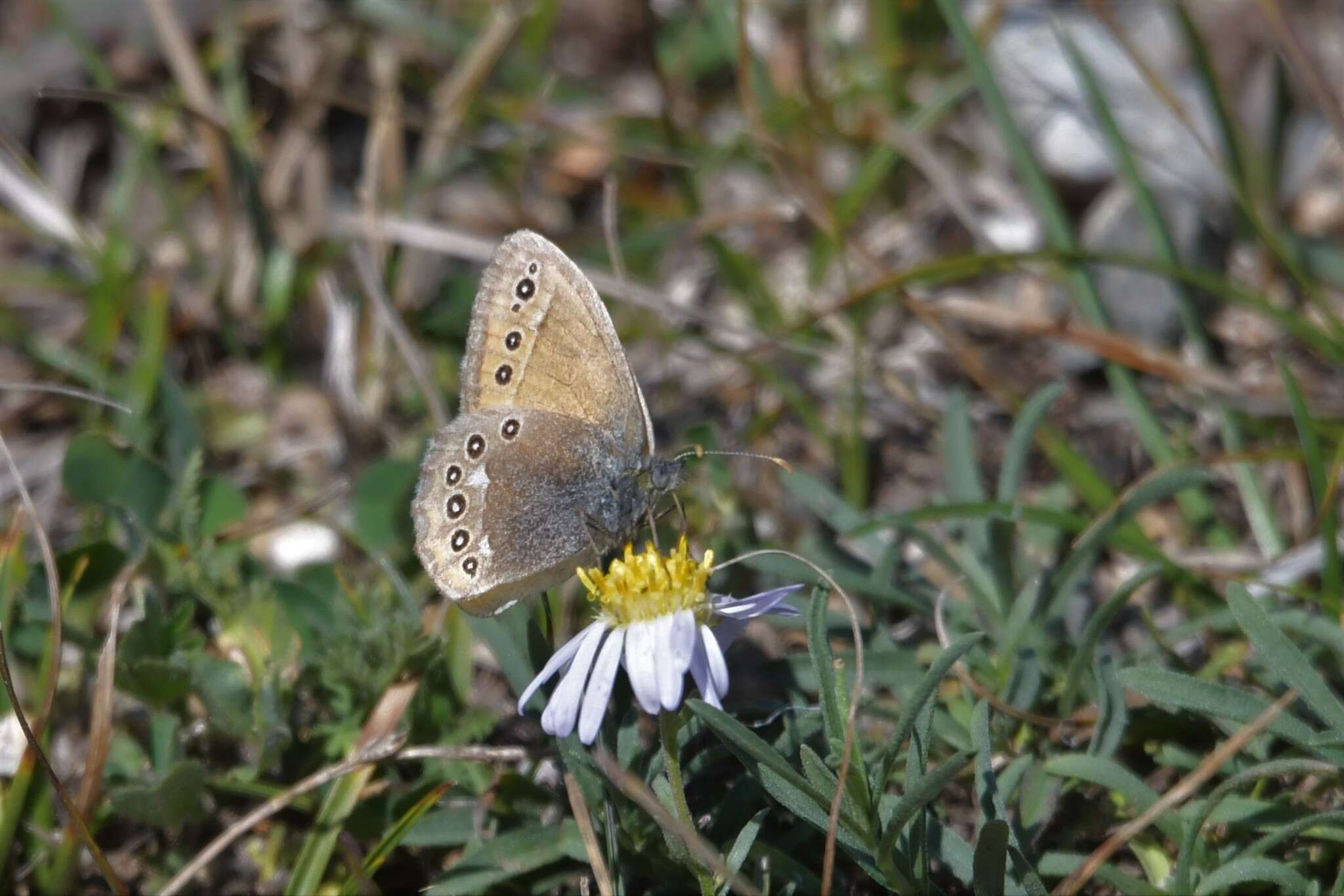 Image of Coenonympha amaryllis Cramer 1782