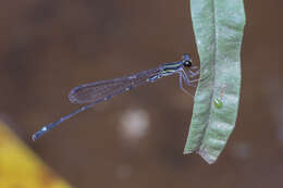 Image of Mortonagrion arthuri Fraser 1942