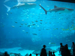 Image of whale sharks