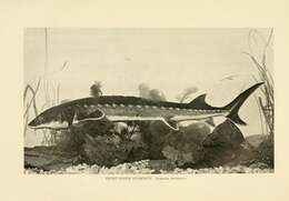 Image of Shortnose Sturgeon