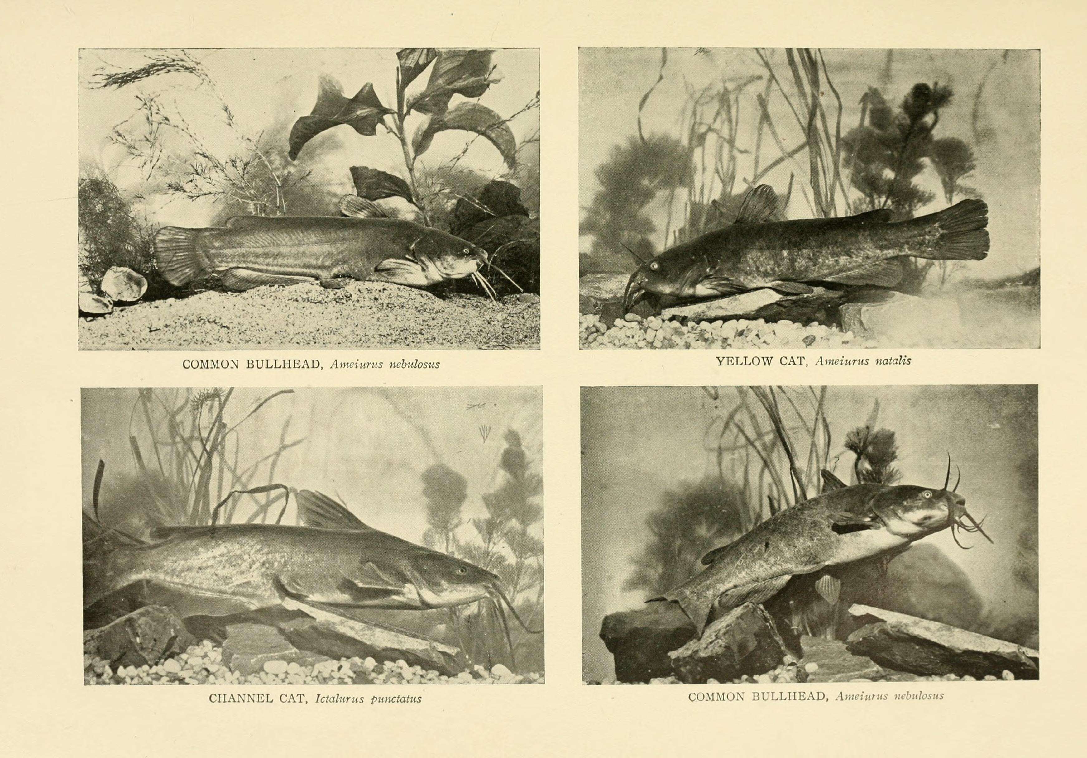 Image de barbue de rivière