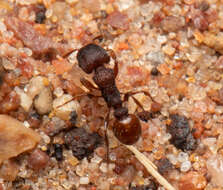 Image of Tetramorium impressum (Viehmeyer 1925)