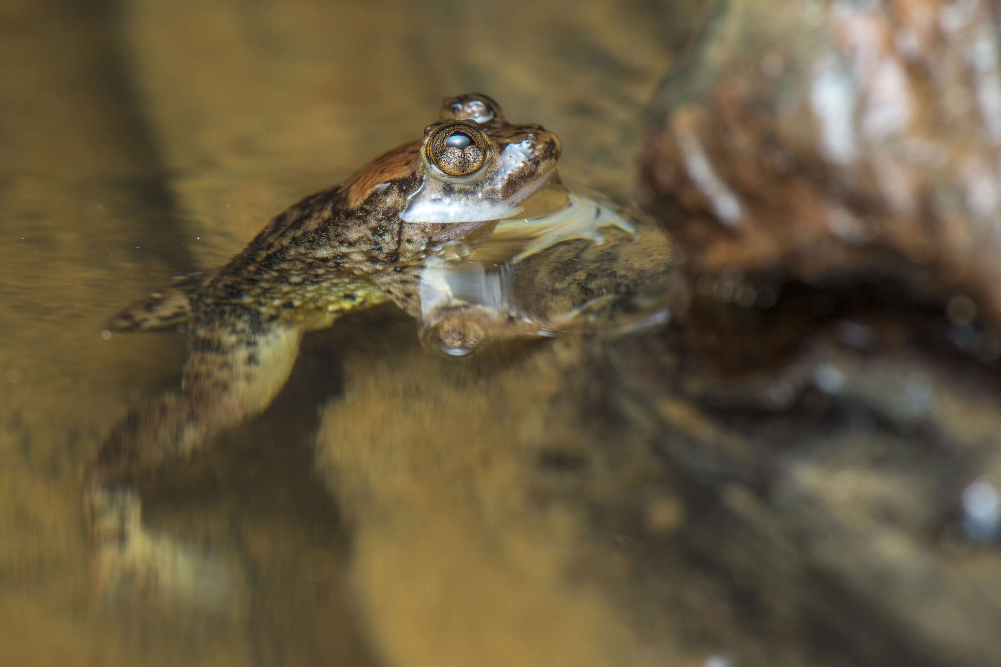 Image of Sumatran Puddle Frog