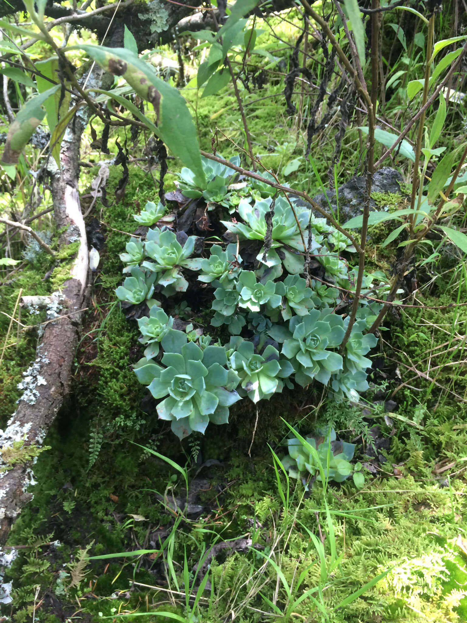 Image of hens and chicks