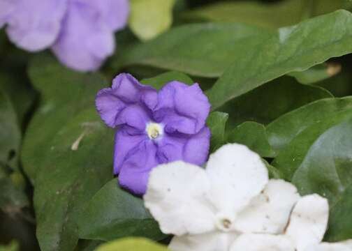 Brunfelsia australis Benth. resmi