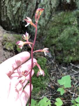 Image of summer coralroot