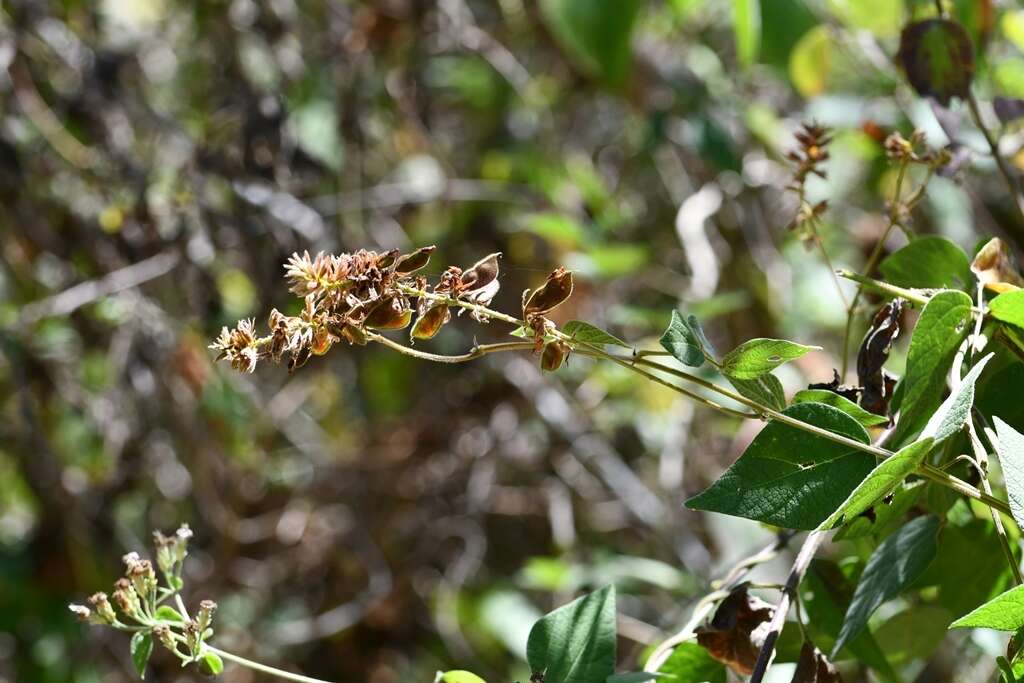 Image of Rhynchosia longeracemosa M. Martens & Galeotti