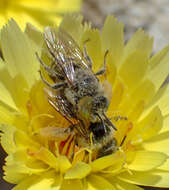 Image of Calliopsis puellae (Cockerell 1933)