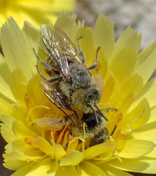 Image of Calliopsis puellae (Cockerell 1933)