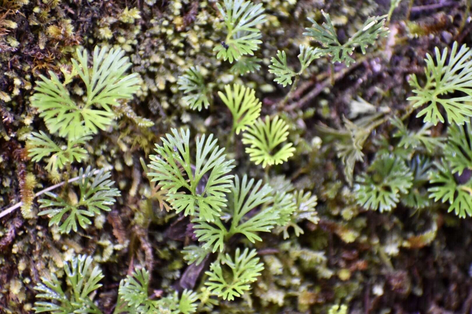 Image de Elaphoglossum peltatum (Sw.) Urb.