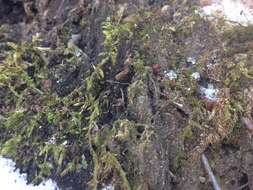 Image of buxbaumia moss