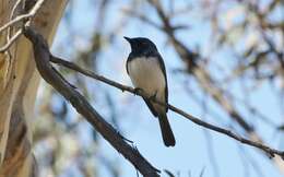 Image of Leaden Flycatcher