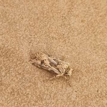 Image of Agrotis endogaea Boisduval 1832