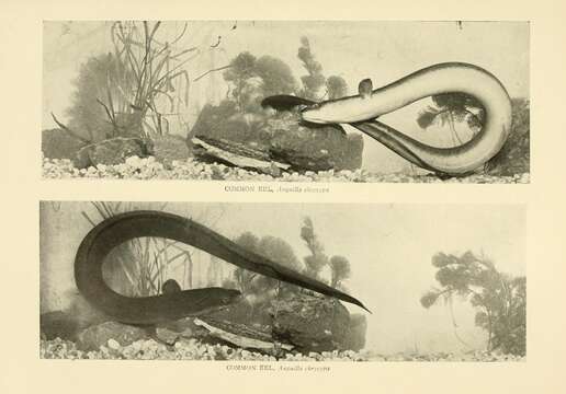 Image of American Eel