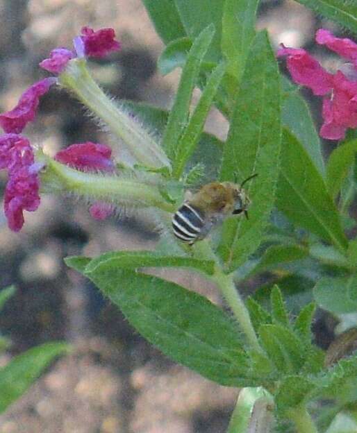 Image of California Anthophora