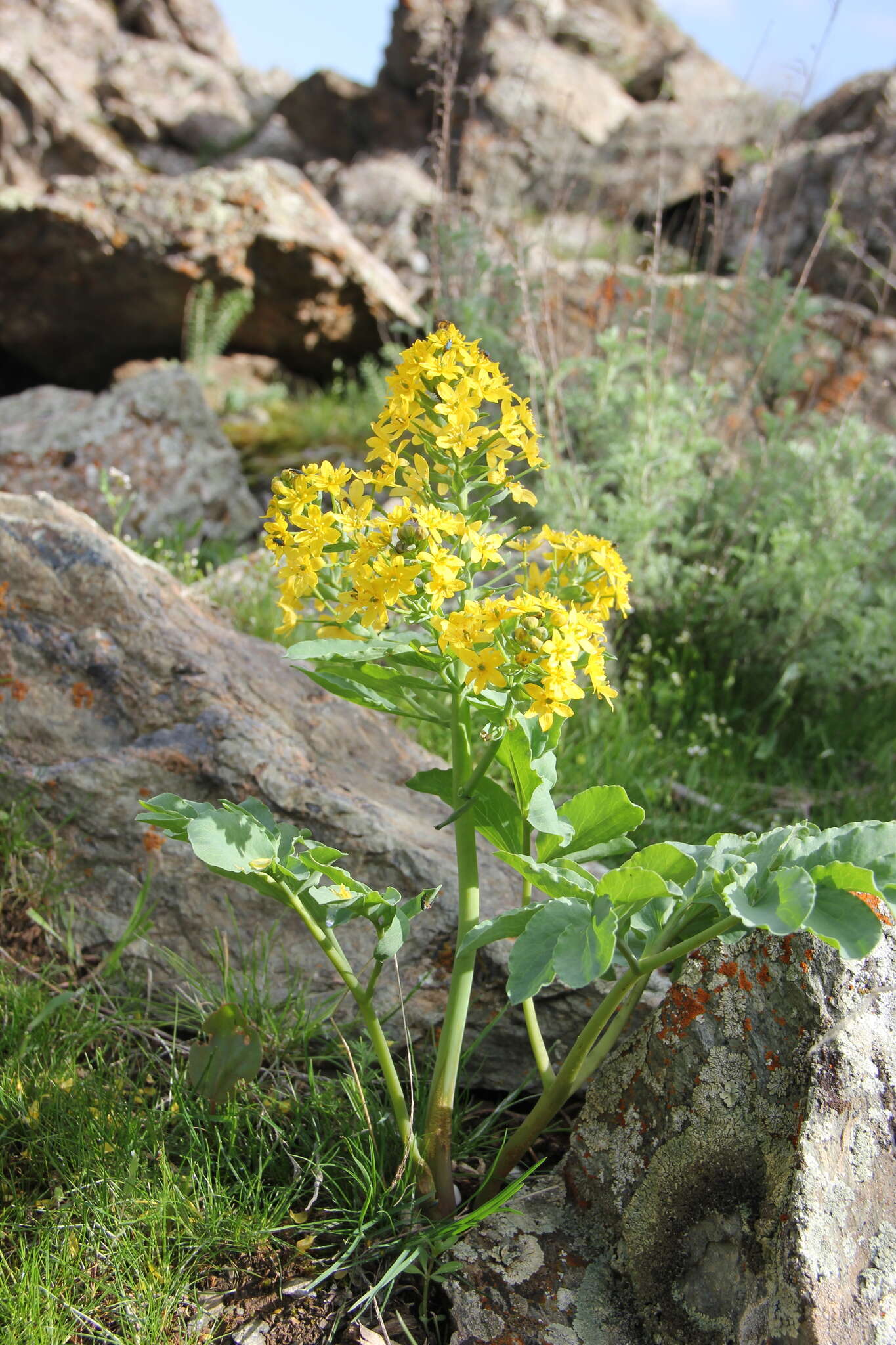 Image of Leontice leontopetalum subsp. ewersmannii (Bunge) Coode