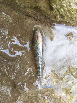 Sivun Etheostoma spectabile (Agassiz 1854) kuva