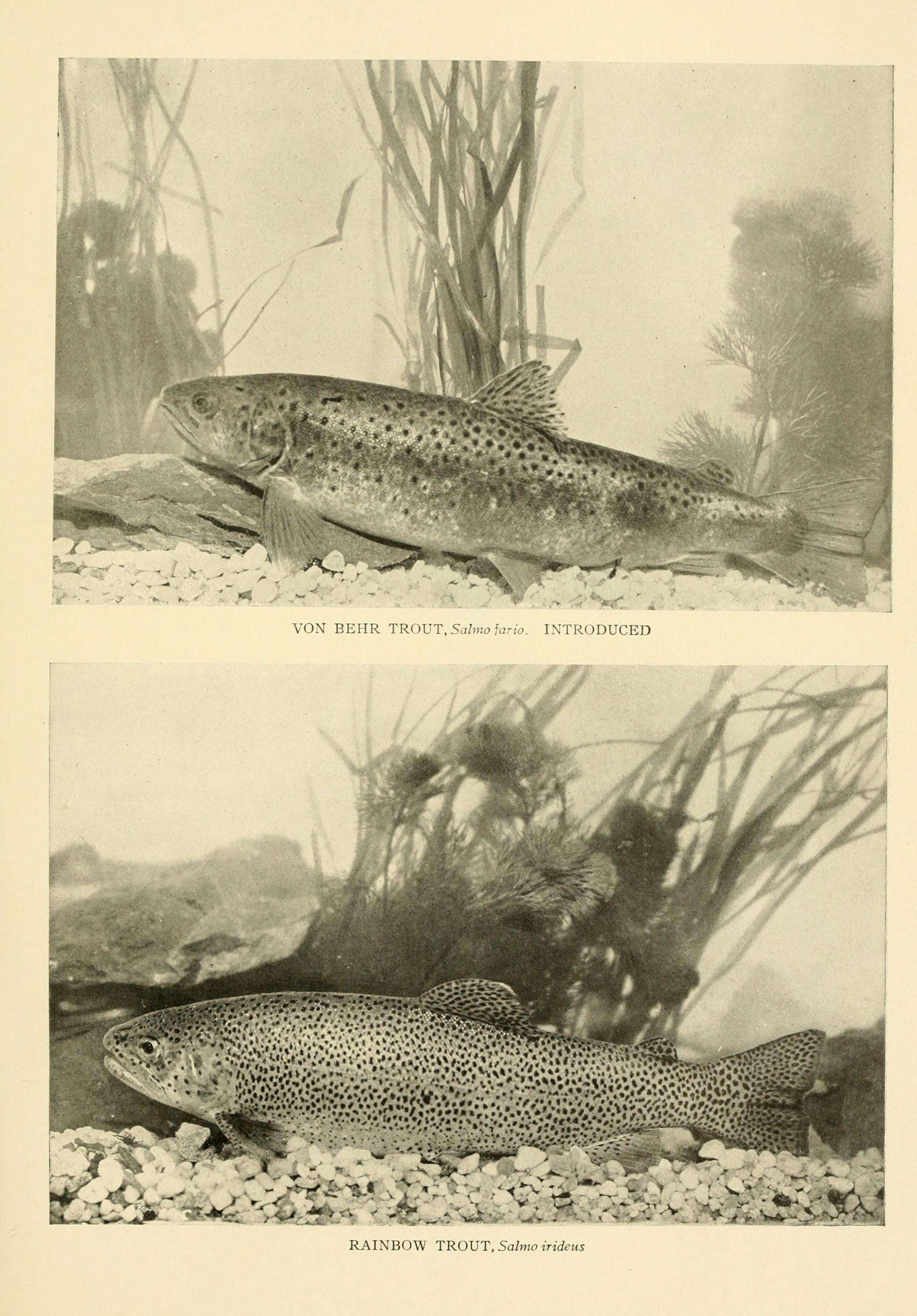 Image of Brown Trout