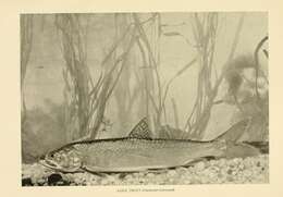 Image of lake trout