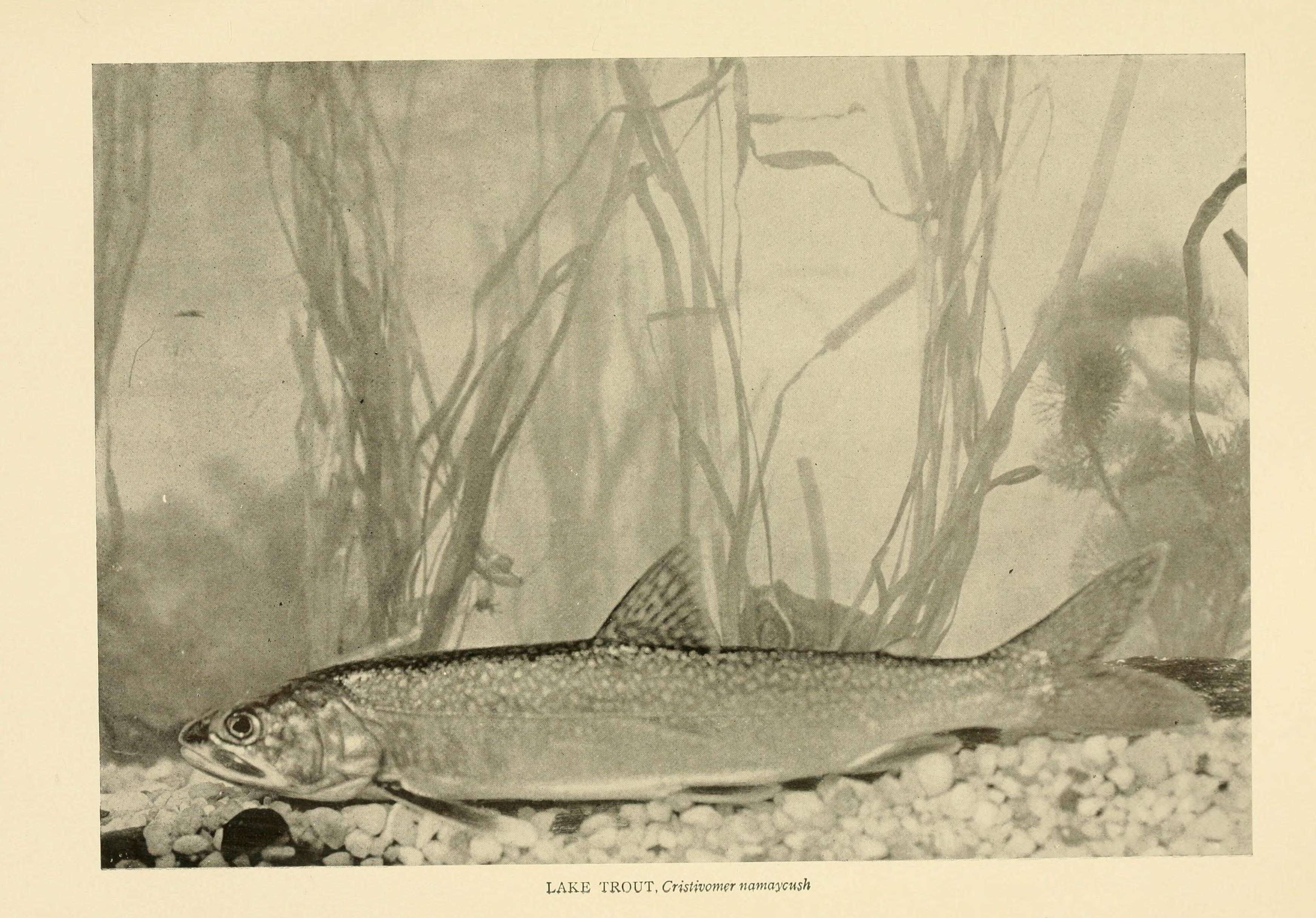 Image of lake trout