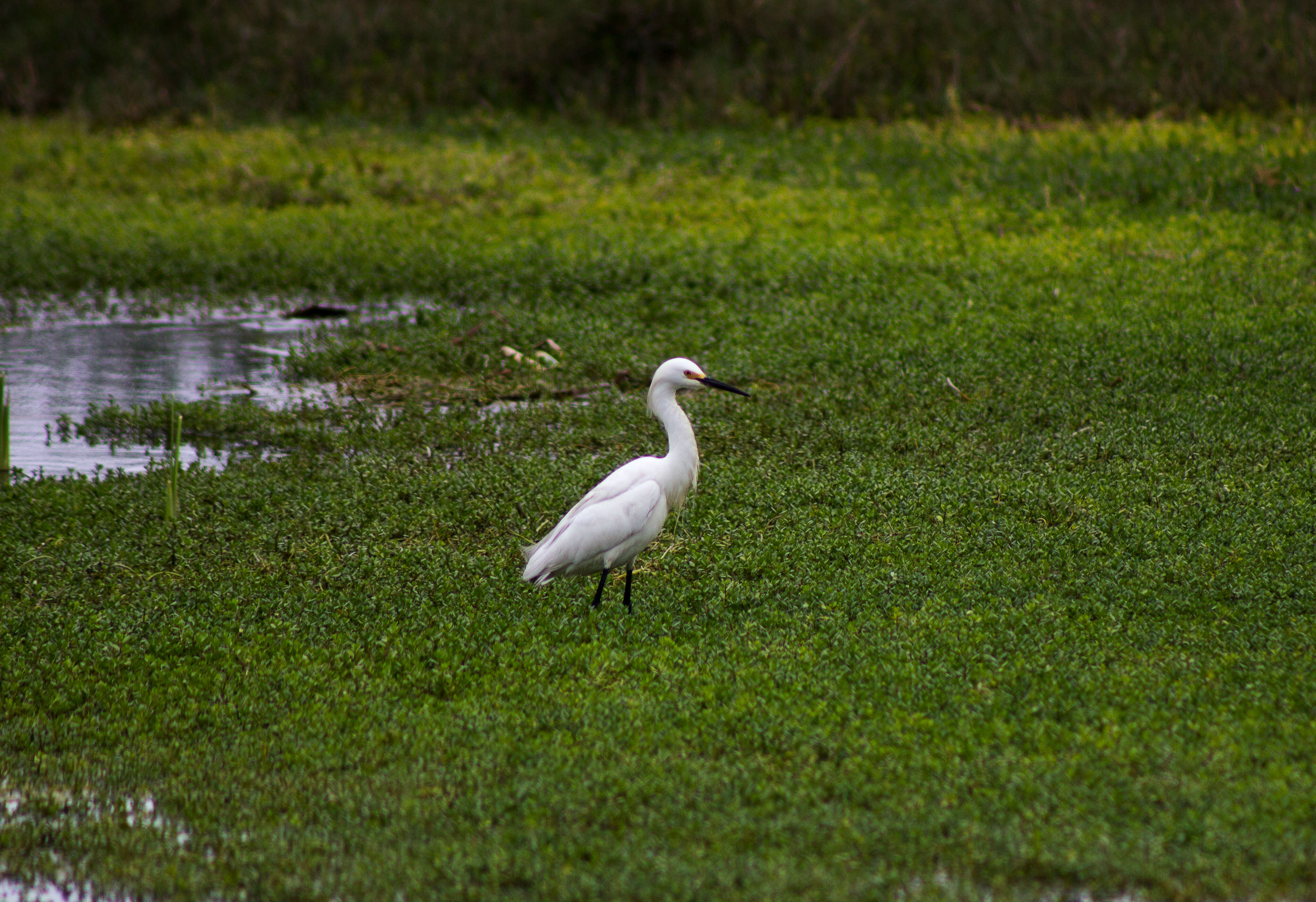 Image of Snowy Egret