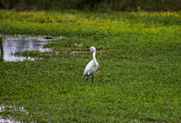 Image of Snowy Egret