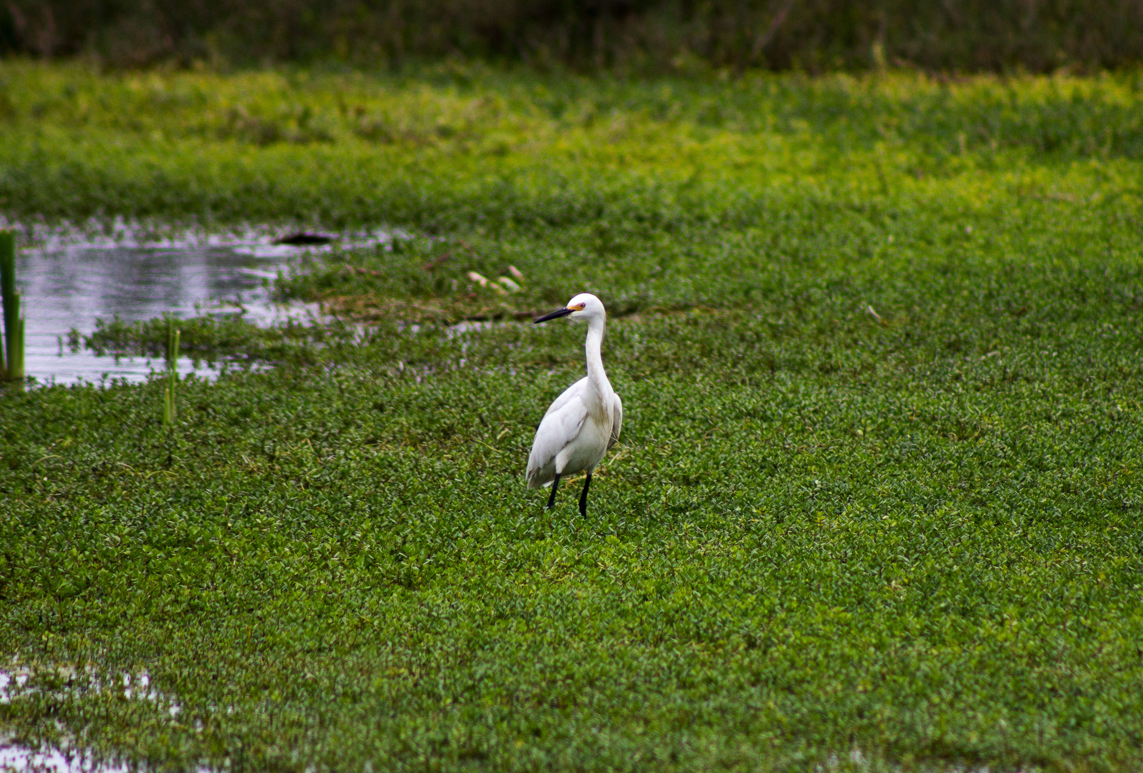 Image of Snowy Egret