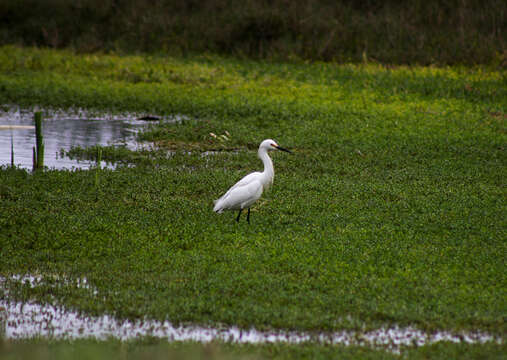 Image of Snowy Egret