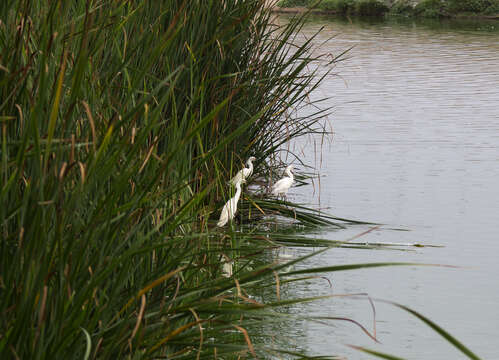 Image of Snowy Egret