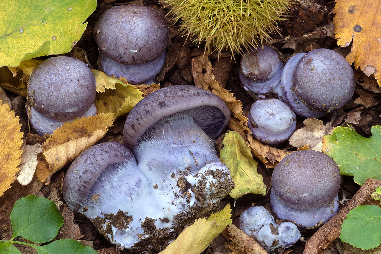 Image of Thaxterogaster purpurascens (Fr.) Niskanen & Liimat.