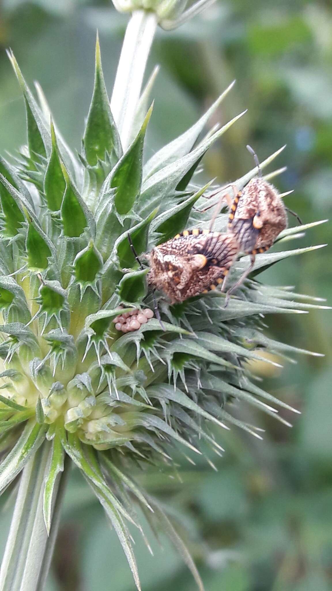 Image of African cluster bug