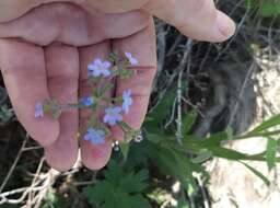 Image of manyflower stickseed