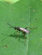 Image of Spider wasp