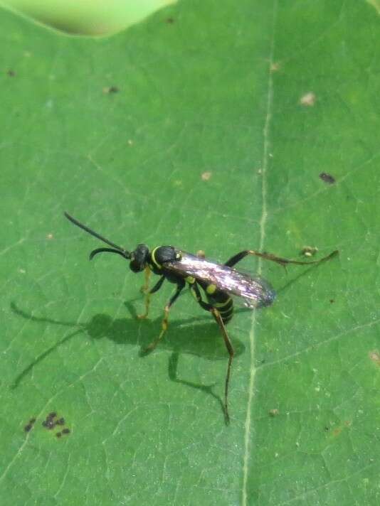 Image of Spider wasp