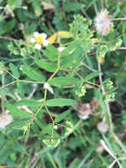 Image of Hyssop-Leaf Sandmat