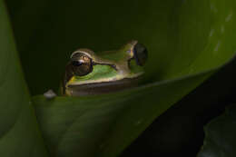 Image of Central American Smilisca