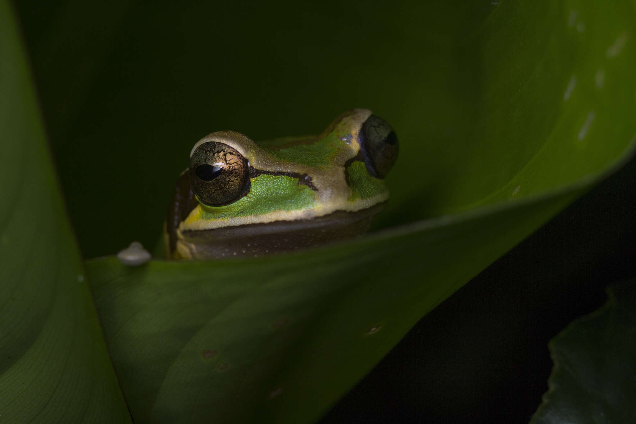 Smilisca phaeota (Cope 1862)的圖片