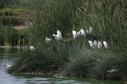 Image of Snowy Egret