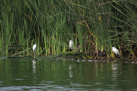 Image of Snowy Egret