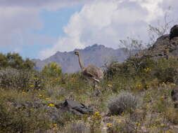 Image of Lesser Rhea