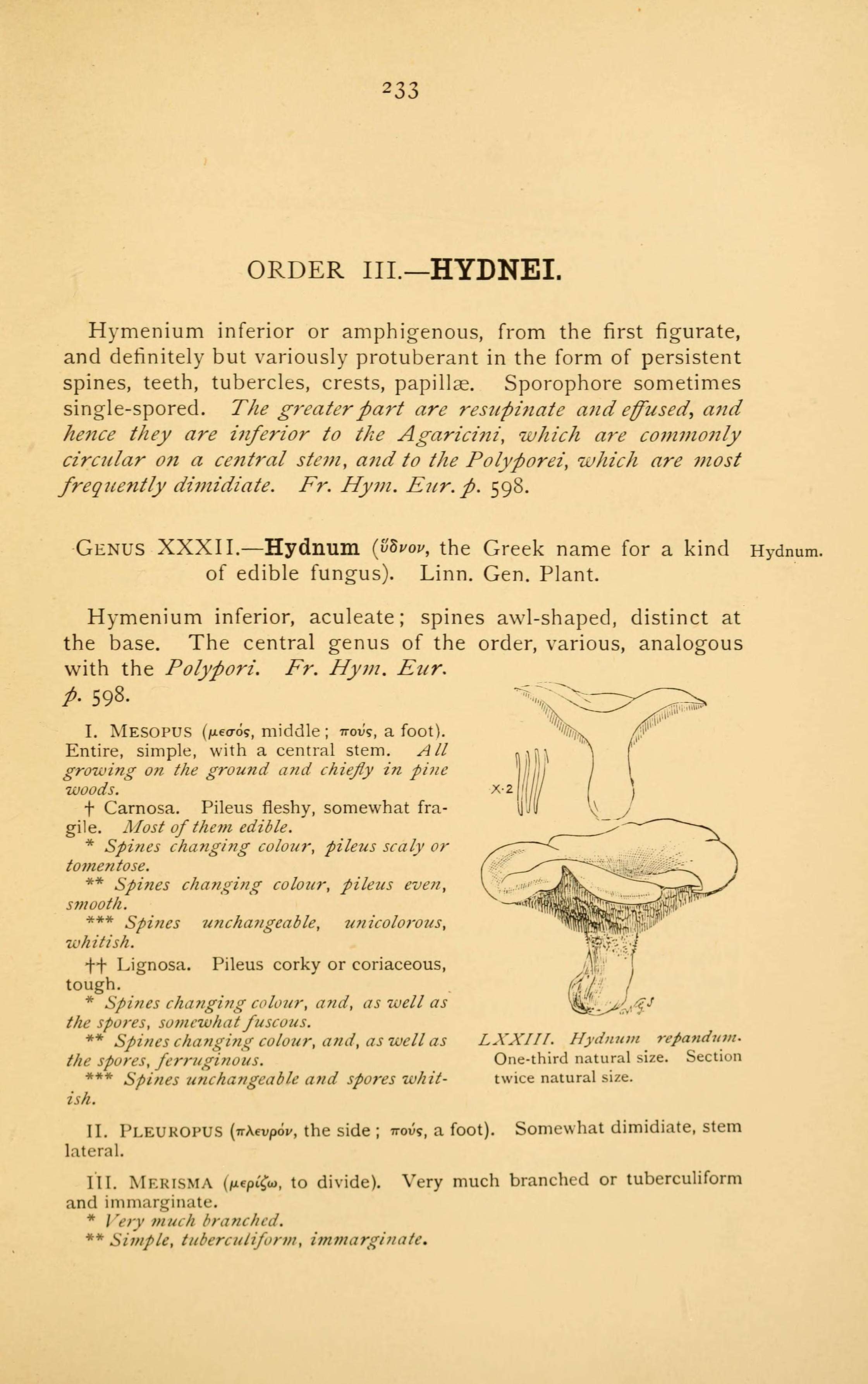 Image de Hydnum