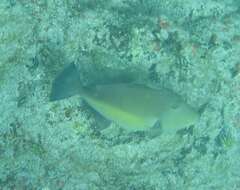 Image of Orangeside Triggerfish