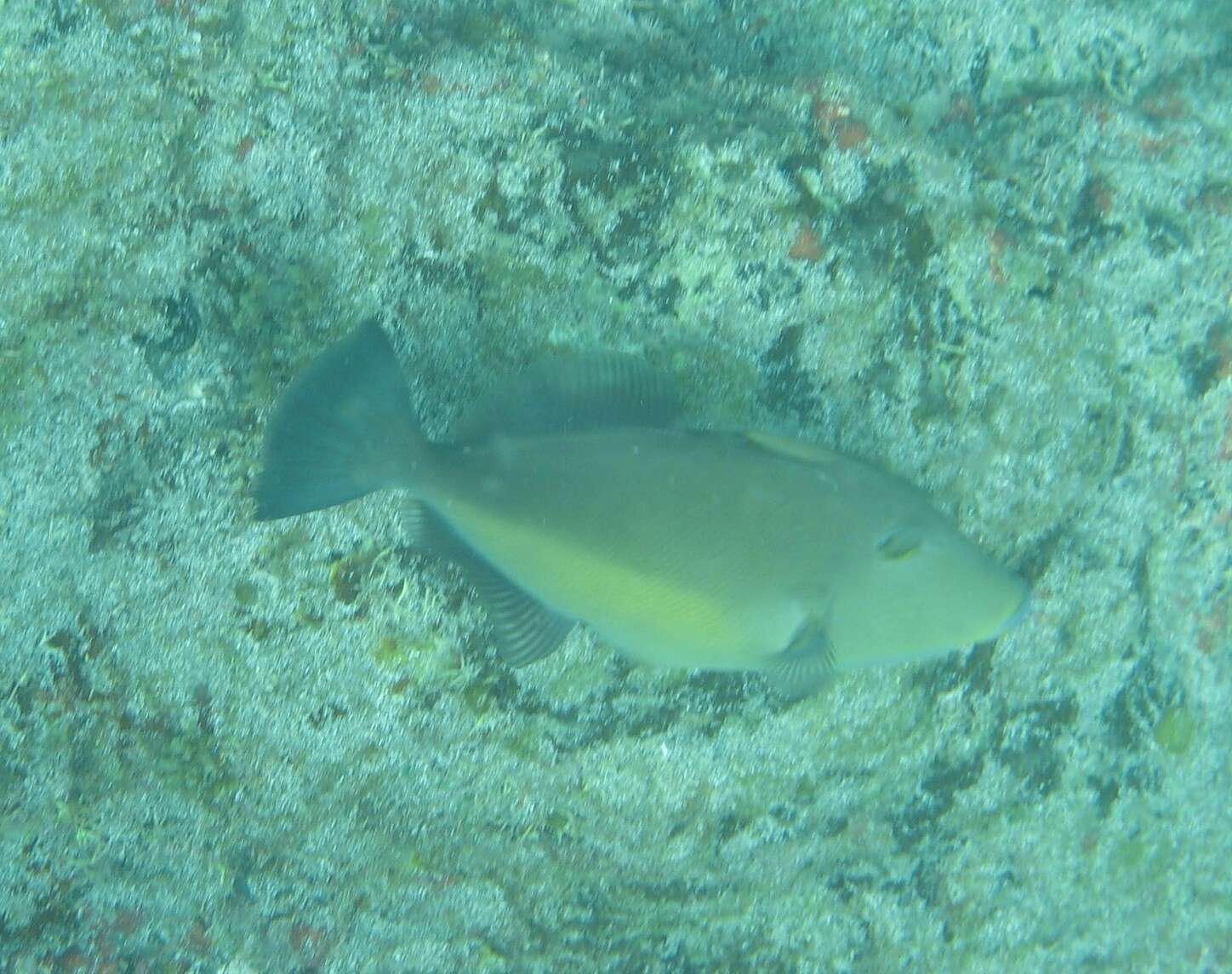 Image of Orangeside Triggerfish