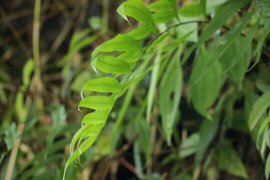 Image de Pteris formosana Bak.