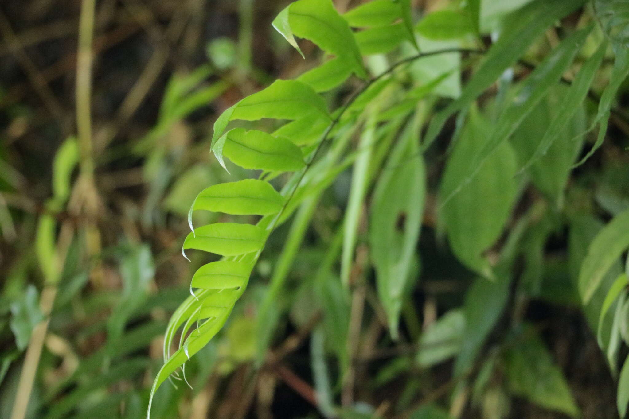 Imagem de Pteris formosana Bak.