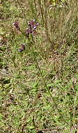 Image of Brazilian vervain