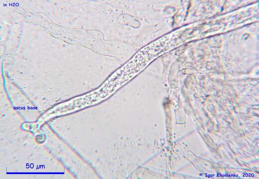 Imagem de Discina ancilis (Pers.) Sacc. 1889